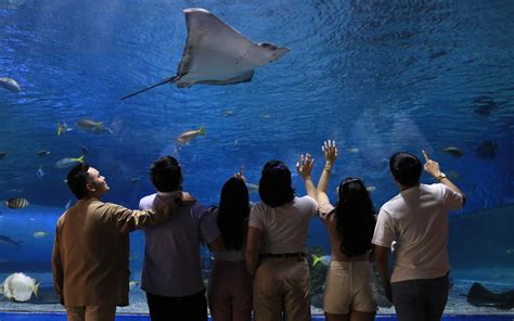 manila ocean park manila|manila aquarium oceanarium.